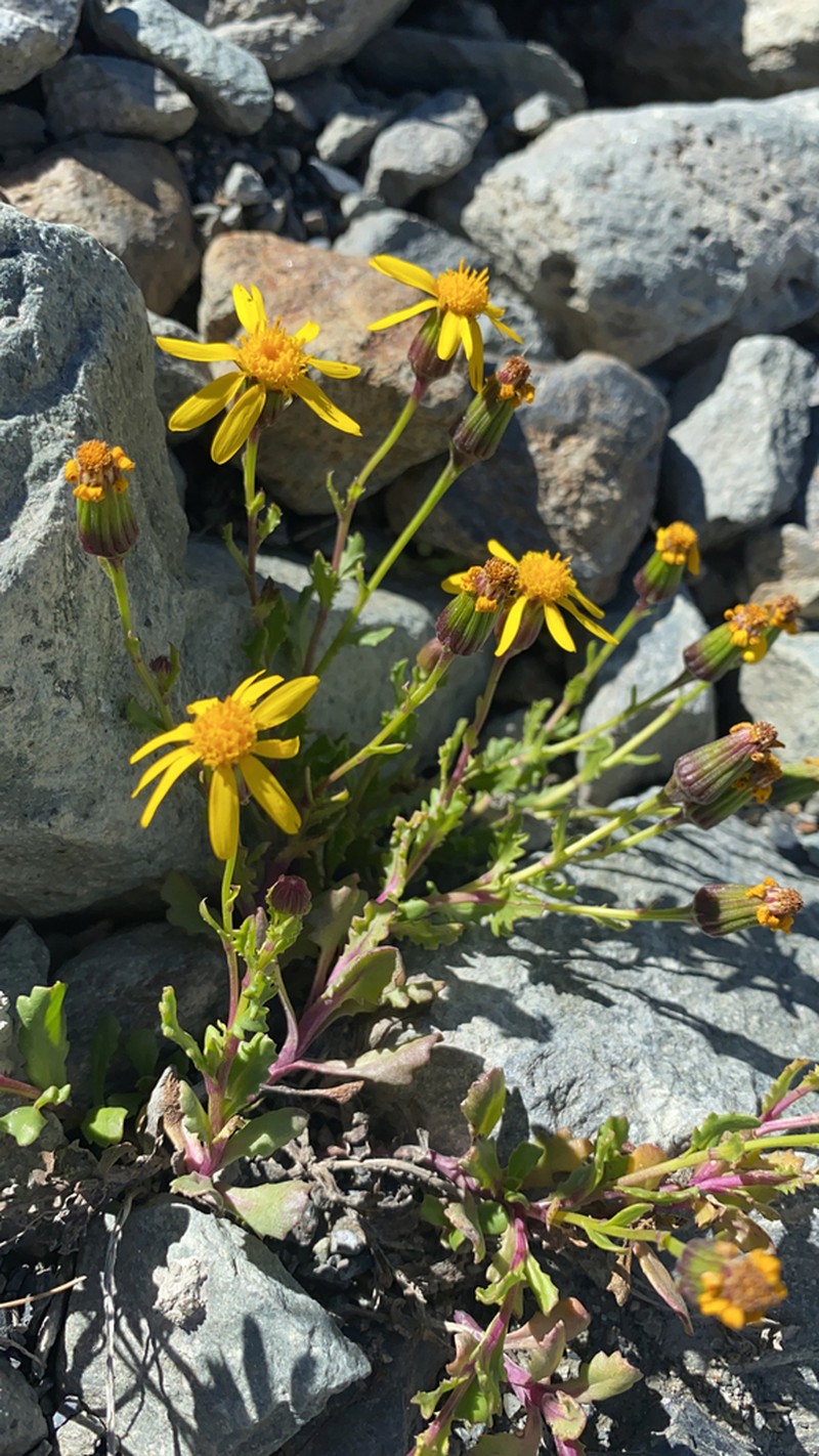 Dwarf Mountain Ragwort photo 7