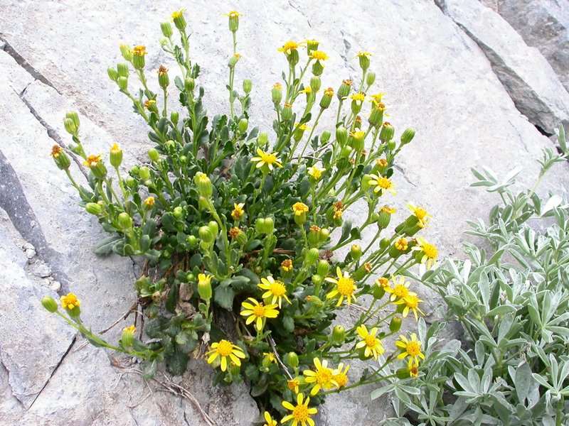 Dwarf Mountain Ragwort
