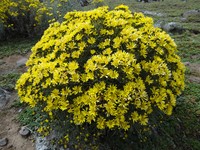 Senecio fresenii