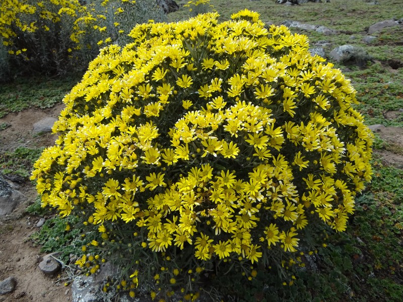 Senecio fresenii