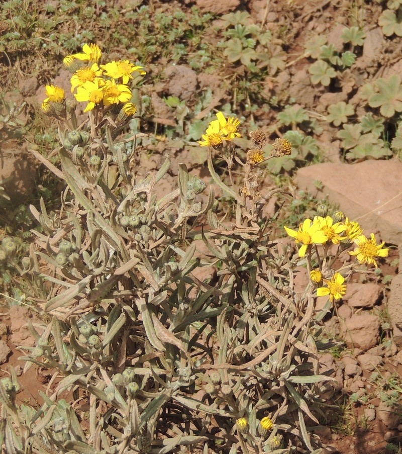 Senecio fresenii photo 3