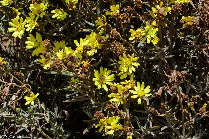 Senecio fresenii photo 4