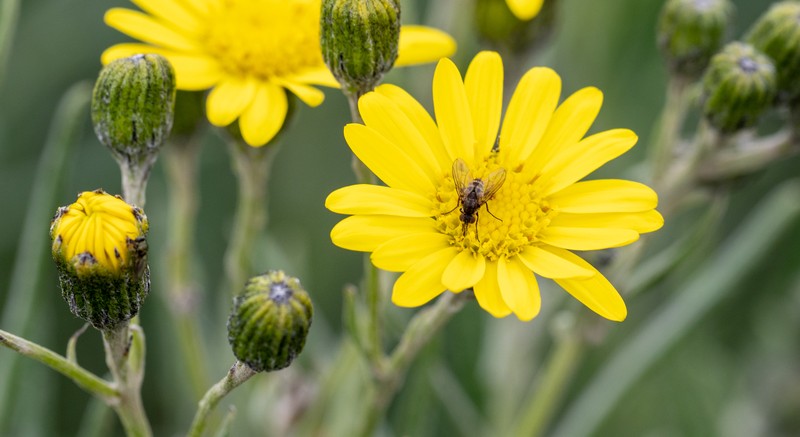 Senecio fresenii photo 6