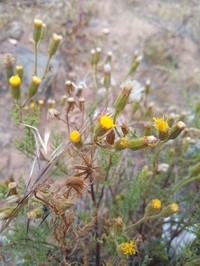 Senecio friesii