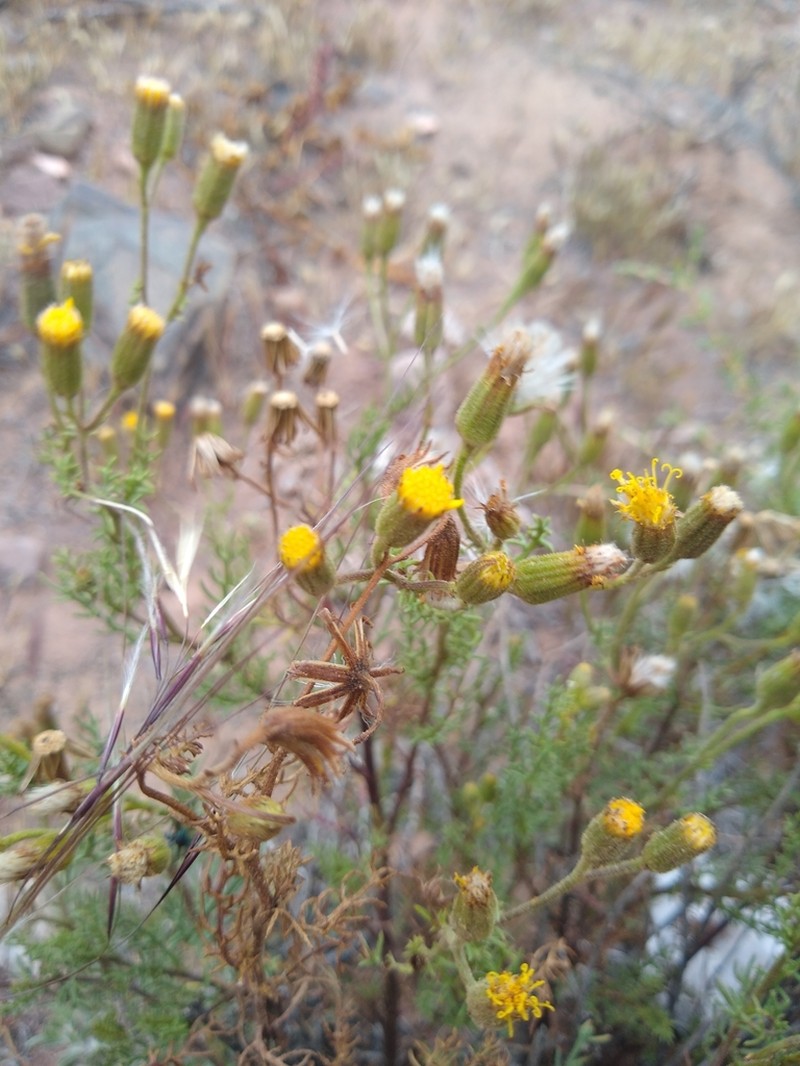 Senecio friesii