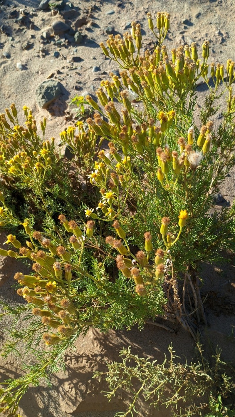 Senecio friesii photo 4