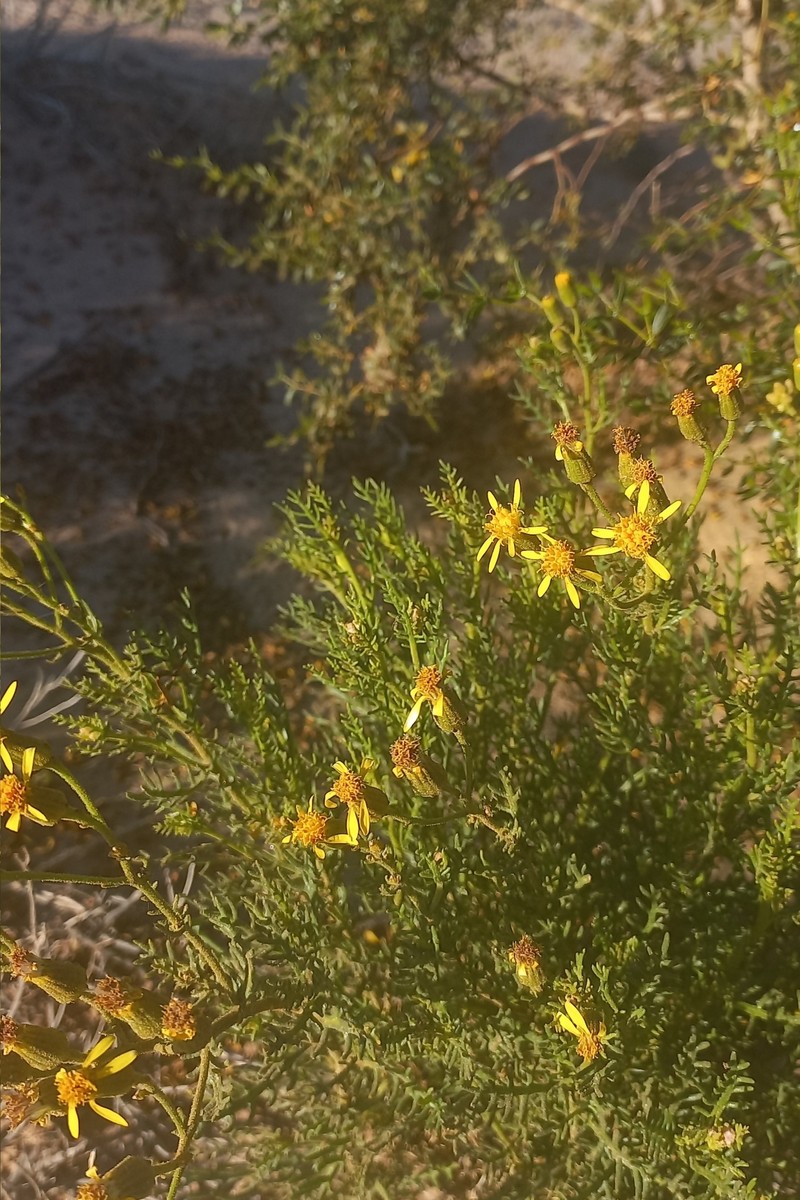 Senecio friesii photo 5