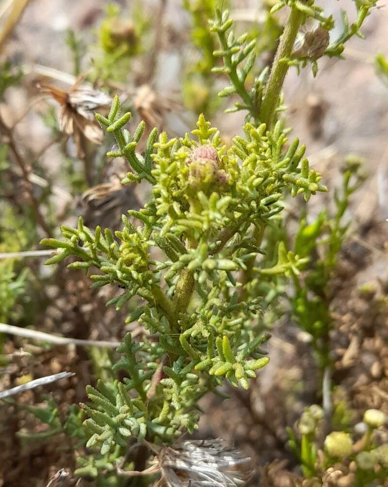 Senecio friesii photo 6