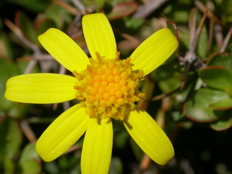 Senecio fruticulosus