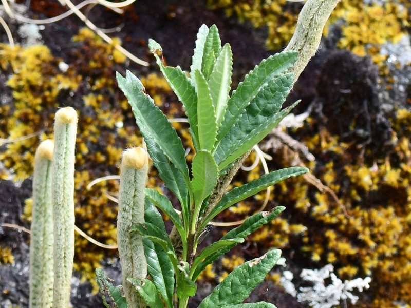 Senecio funckii photo 3