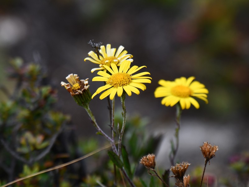 Senecio funckii photo 4