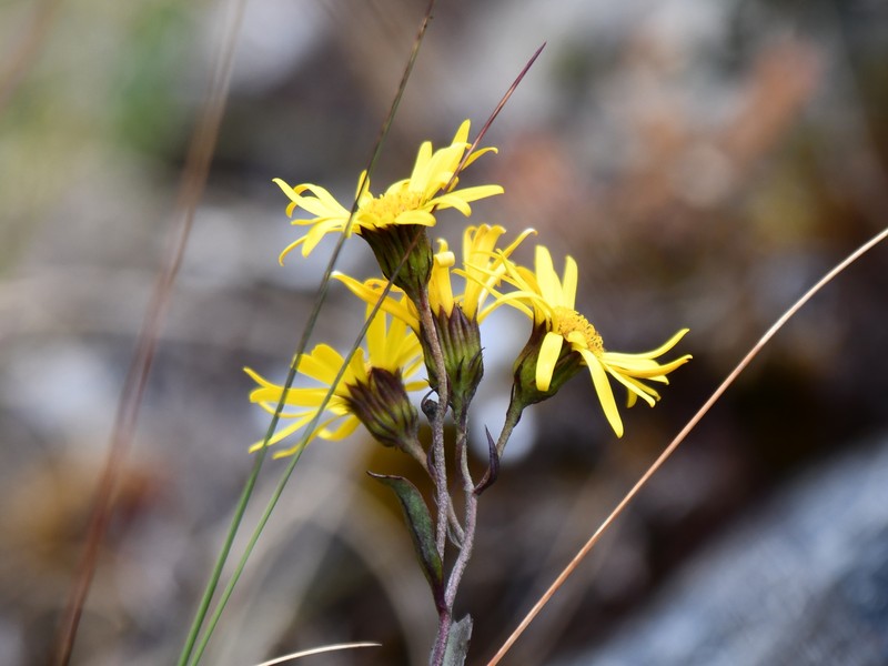 Senecio funckii photo 5