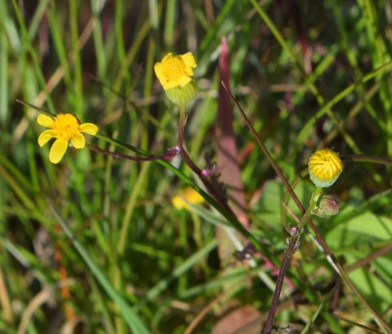 Senecio gallicus photo 2