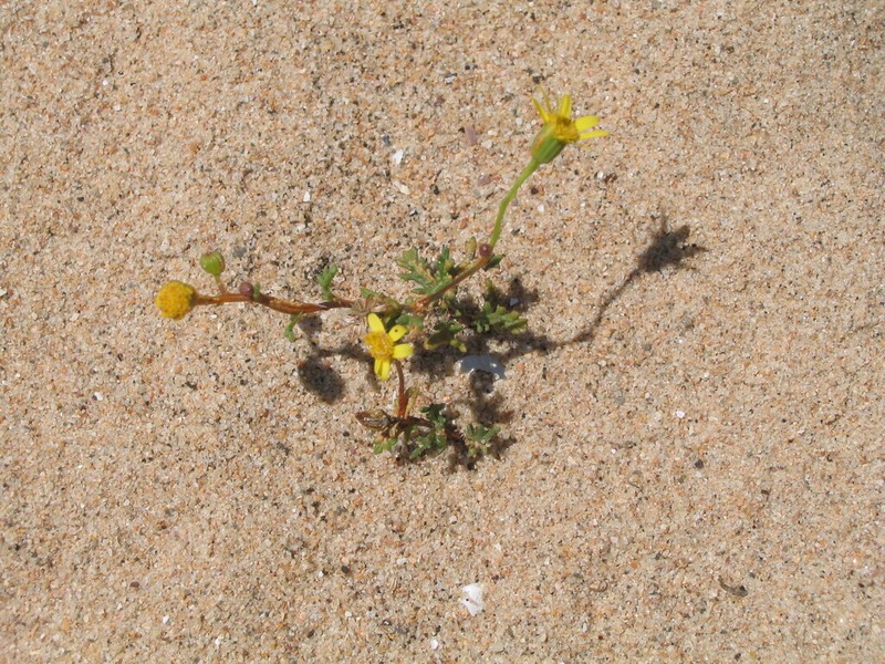 Senecio gallicus photo 3