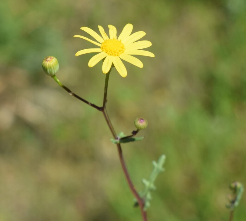 Senecio gallicus photo 4