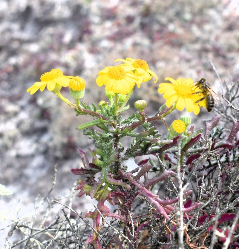 Senecio gallicus photo 5