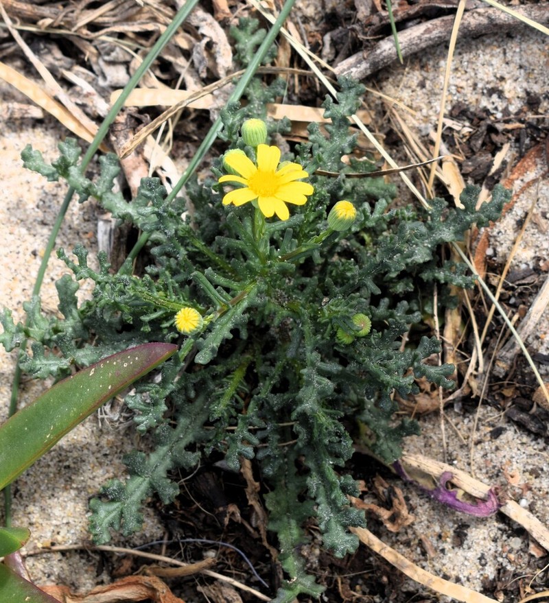 Senecio gallicus photo 7