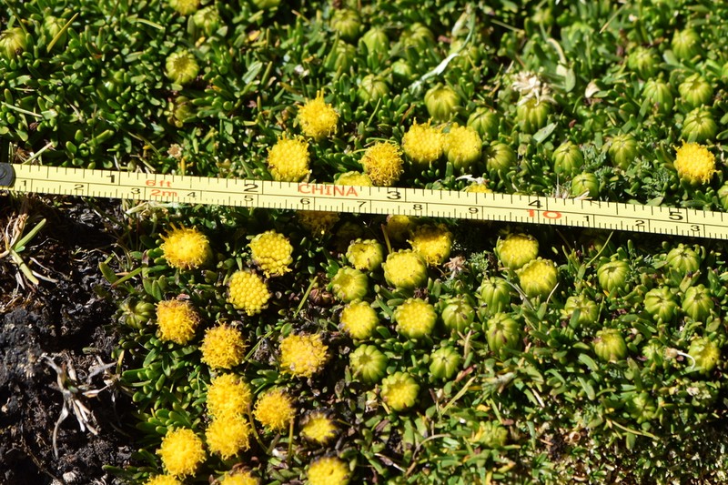 Senecio gamolepis