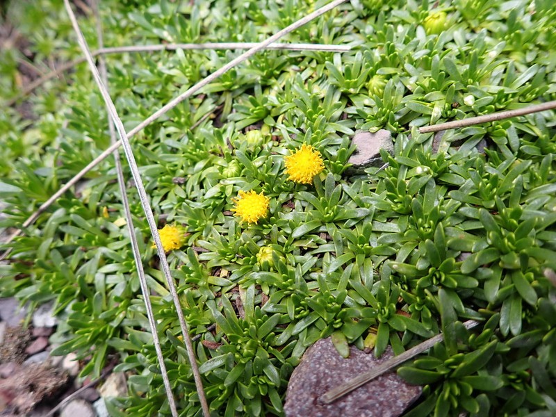 Senecio gamolepis photo 2