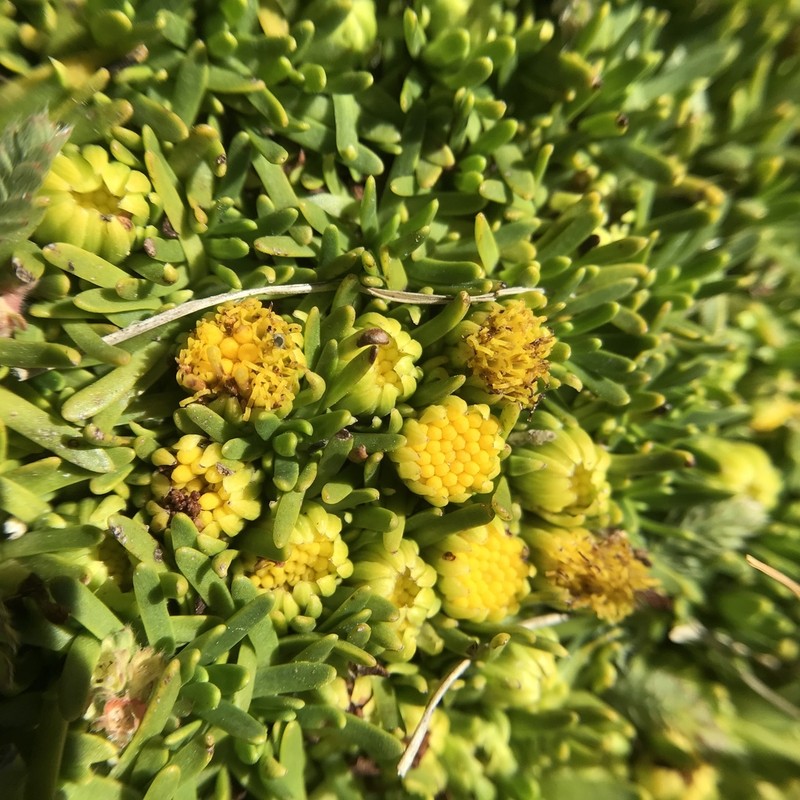 Senecio gamolepis photo 3