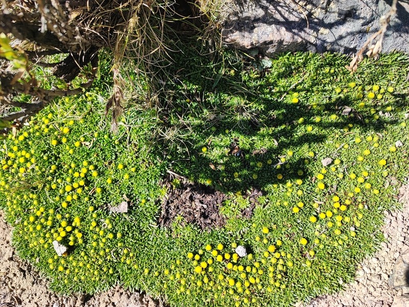 Senecio gamolepis photo 4