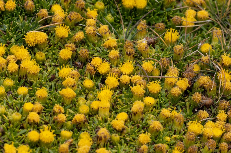 Senecio gamolepis photo 5