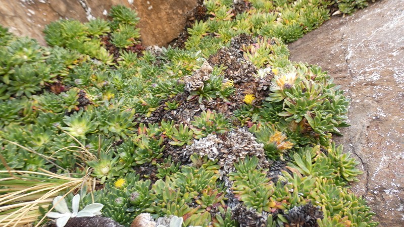 Senecio gamolepis photo 6