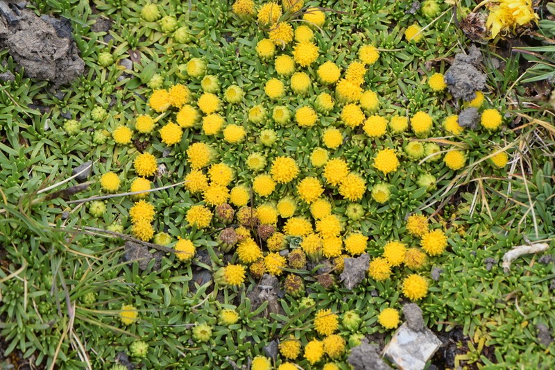 Senecio gamolepis photo 7