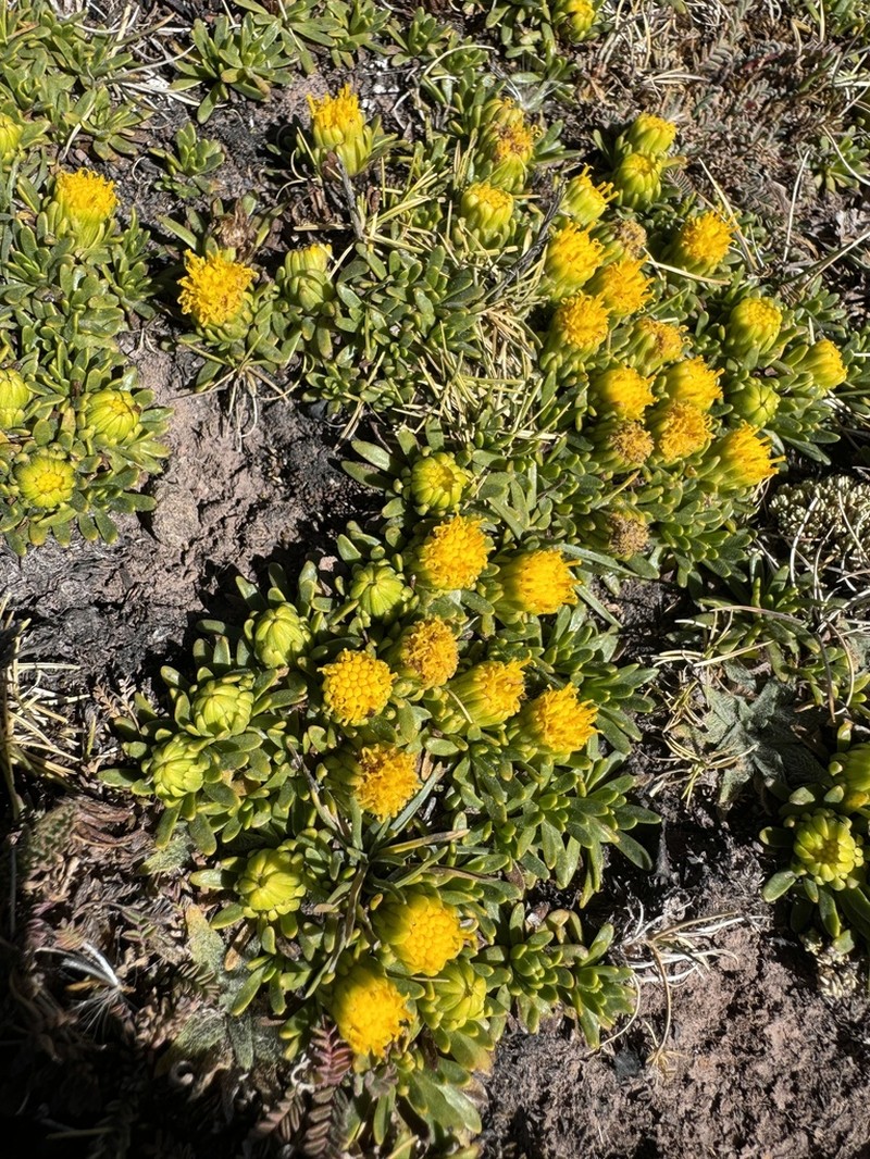 Senecio gamolepis photo 8