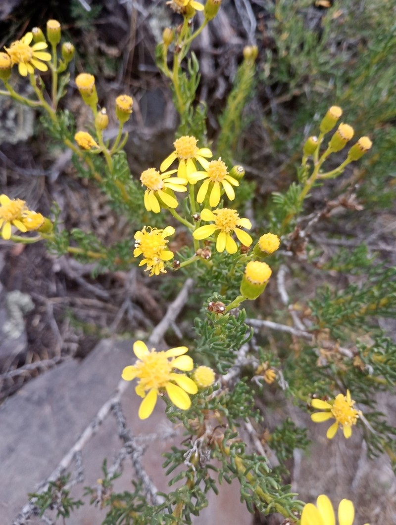 Senecio ganganensis photo 2