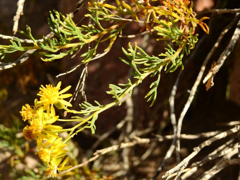 Senecio ganganensis photo 3
