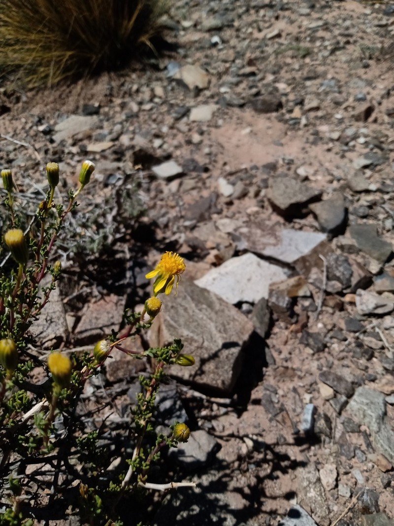 Senecio ganganensis photo 4