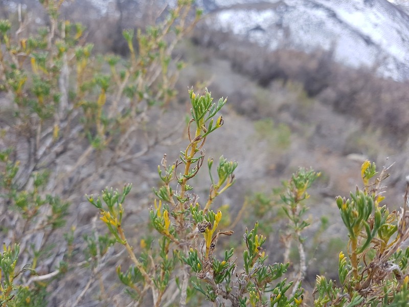 Senecio ganganensis photo 5