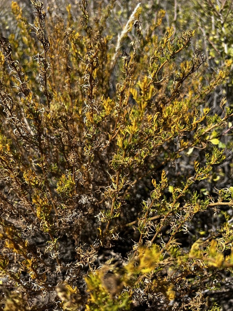 Senecio ganganensis photo 6