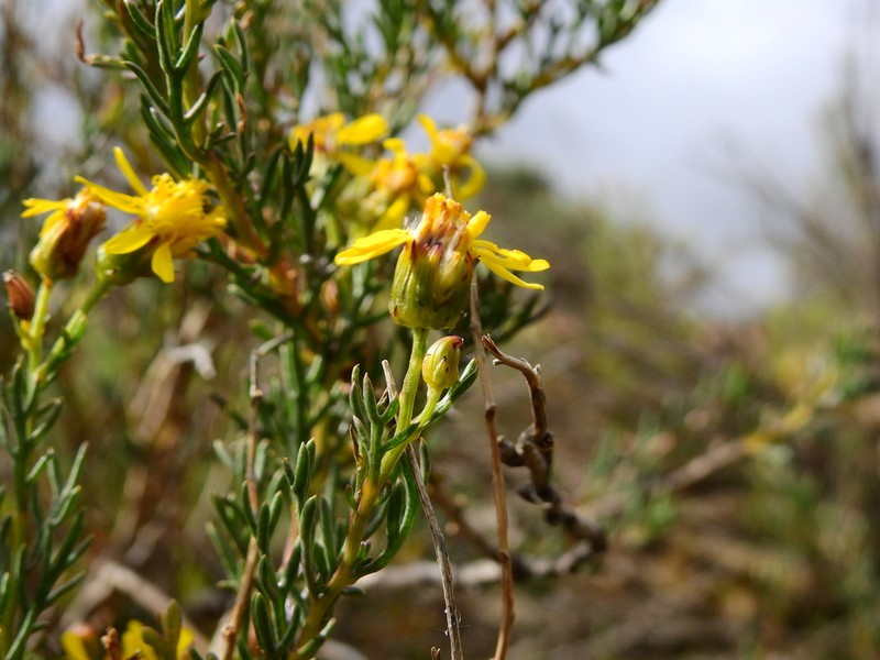 Senecio ganganensis photo 7