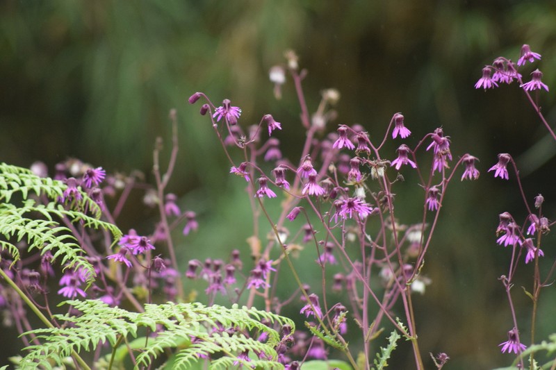 Senecio garcibarrigae photo 2