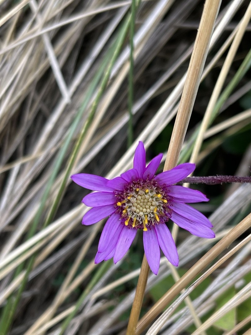 Senecio garcibarrigae photo 3