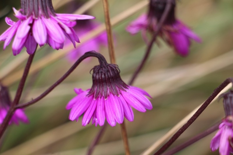 Senecio garcibarrigae photo 5