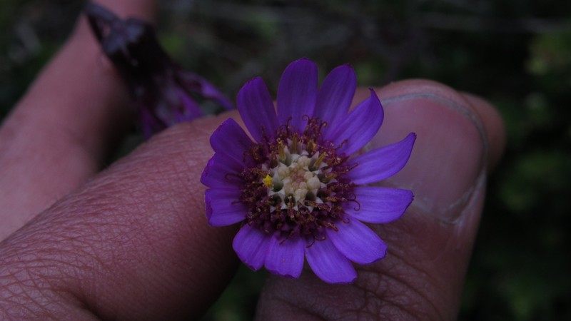 Senecio garcibarrigae photo 7