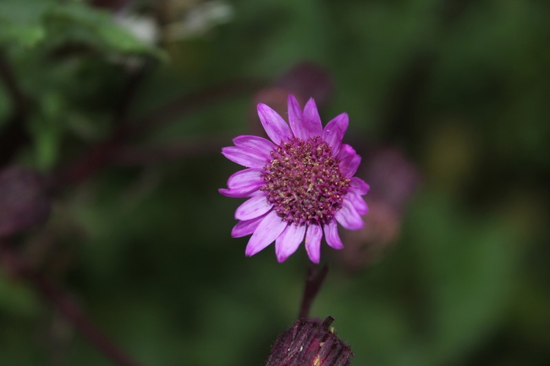 Senecio garcibarrigae photo 8