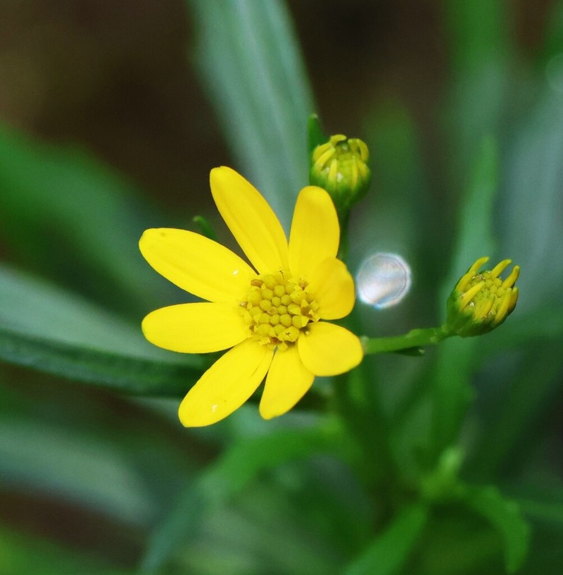 Senecio gardneri