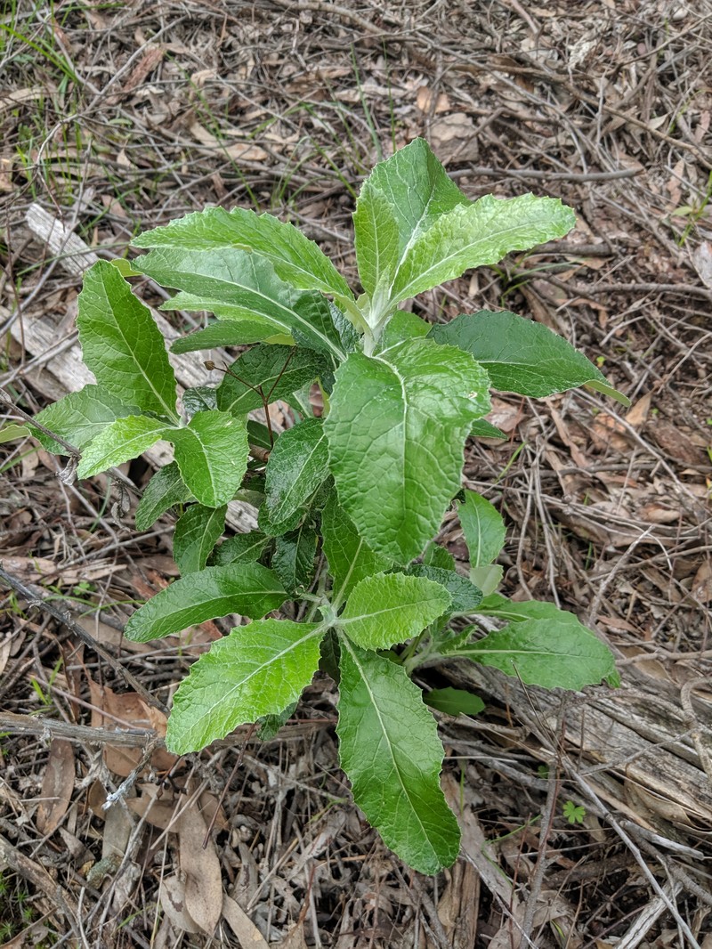 Senecio garlandii