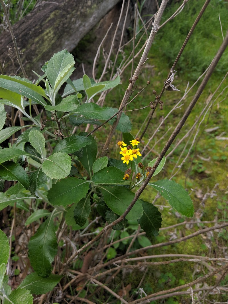 Senecio garlandii photo 2