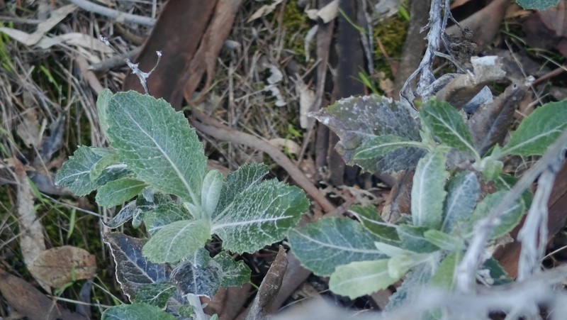 Senecio garlandii photo 3