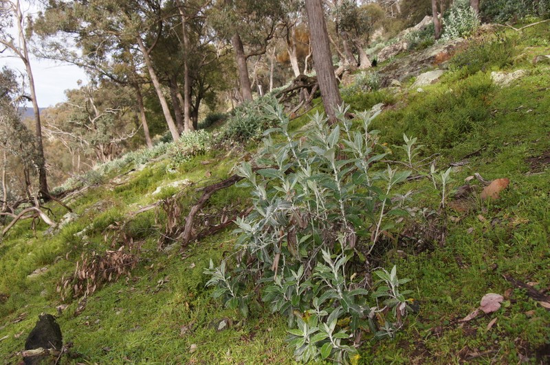 Senecio garlandii photo 4