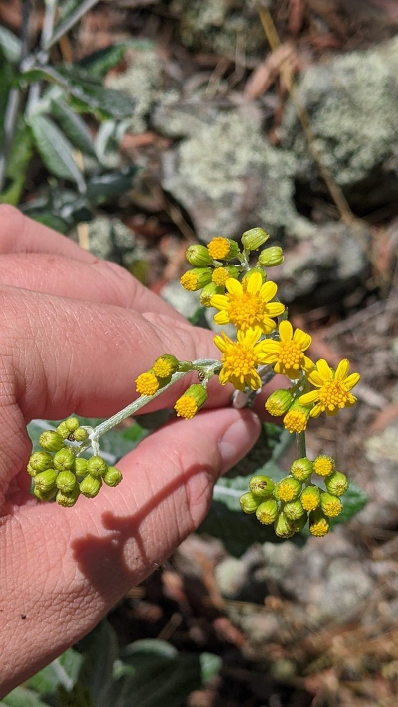Senecio garlandii photo 5