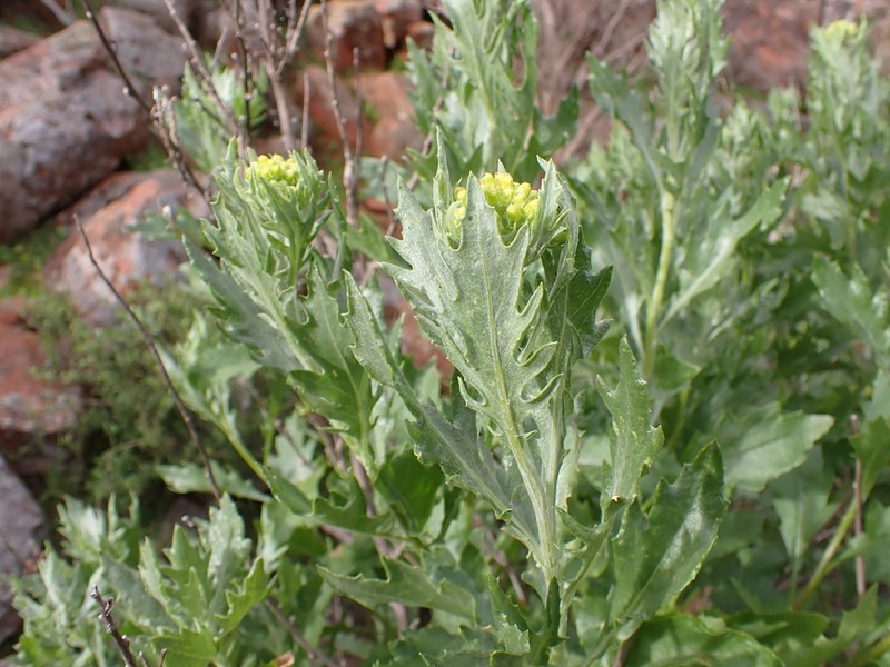 Senecio gawlerensis photo 2