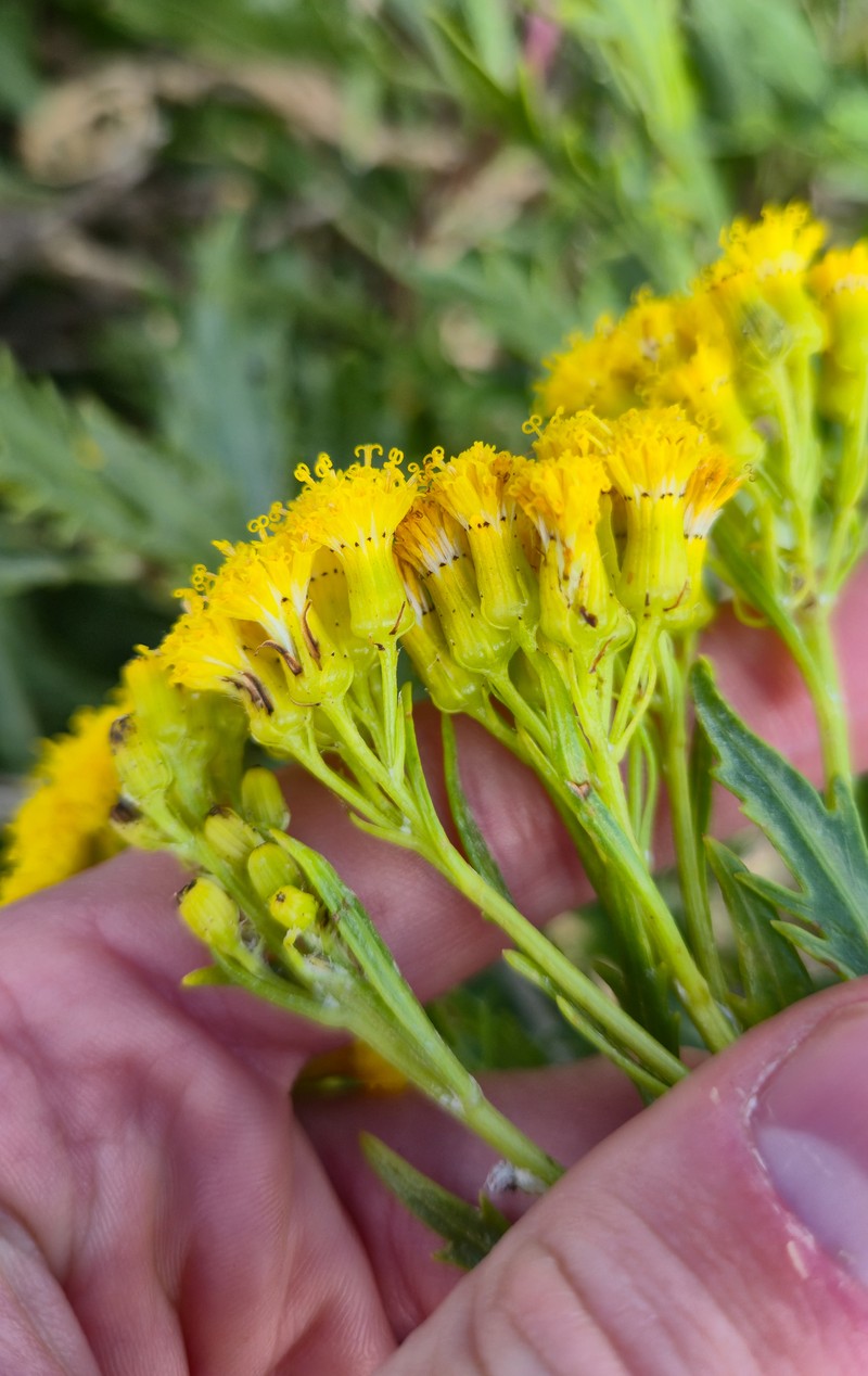Senecio gawlerensis photo 3