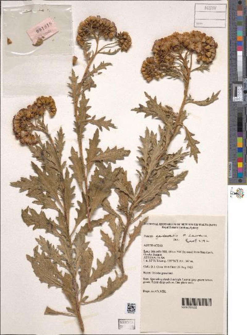 Senecio gawlerensis photo 4