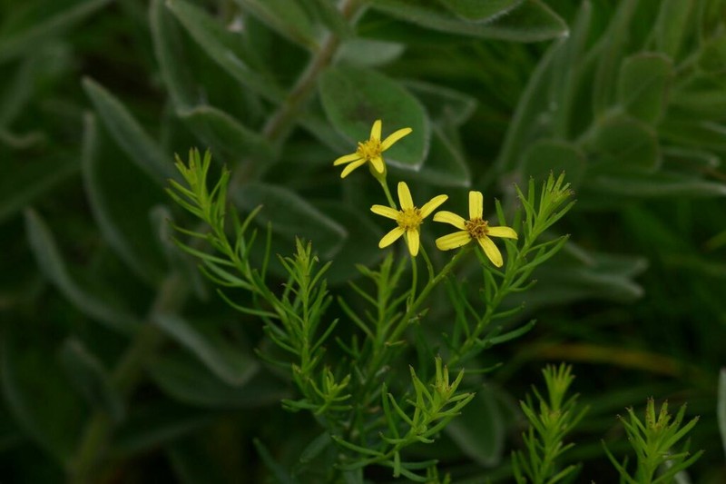 Senecio gazensis